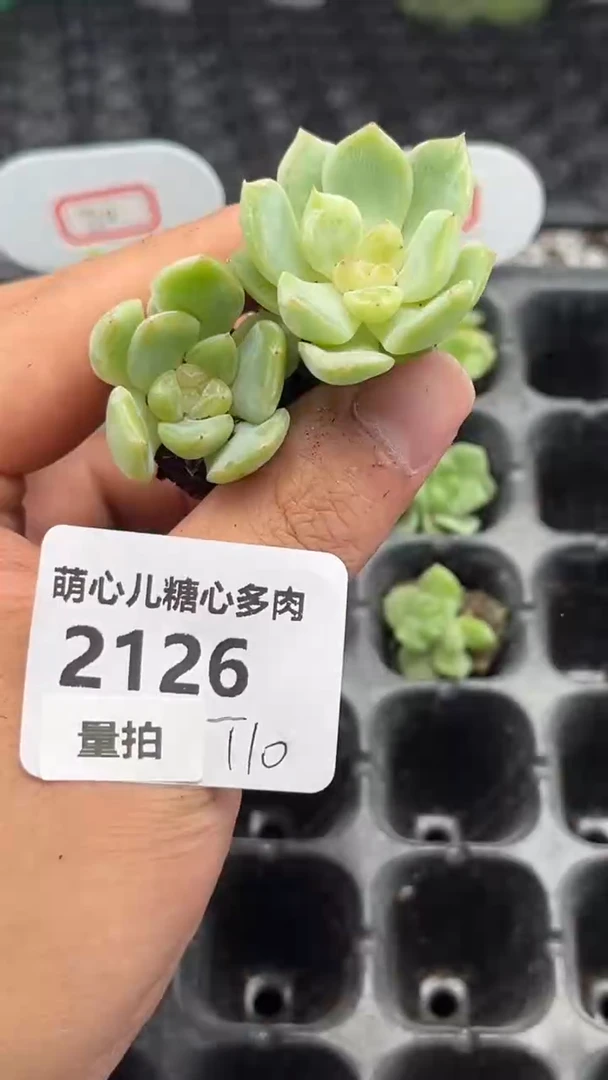 2126 T10量拍多肉植物
