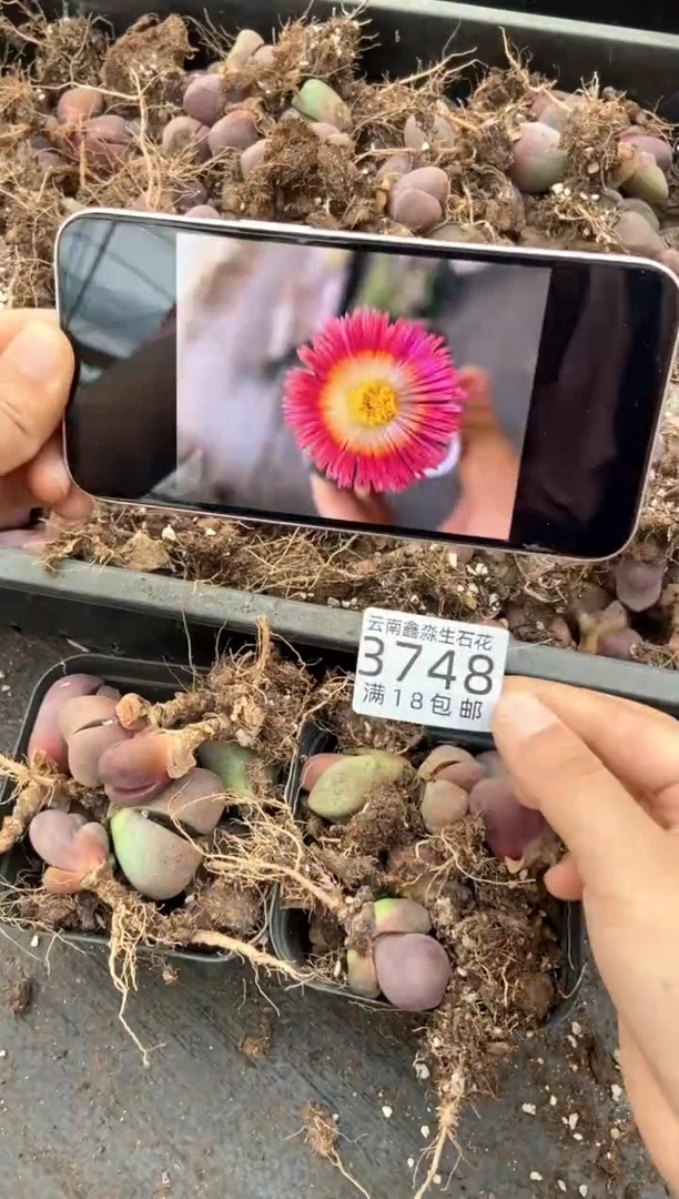 3748特价十方紫帝玉有疤瑕疵发货1盒量拍