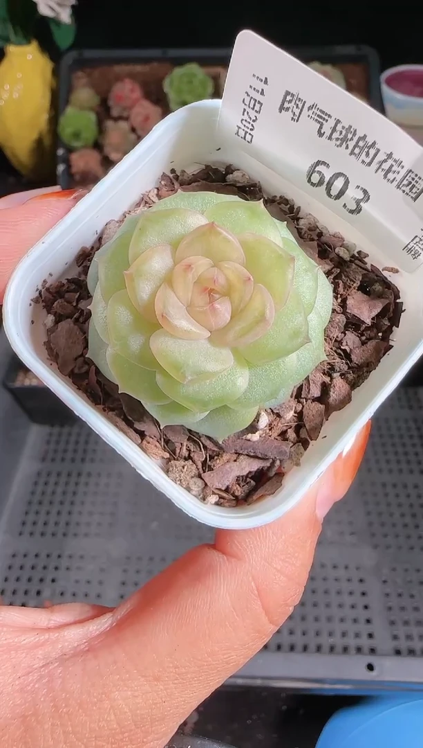 1120-603bl56群生不包整