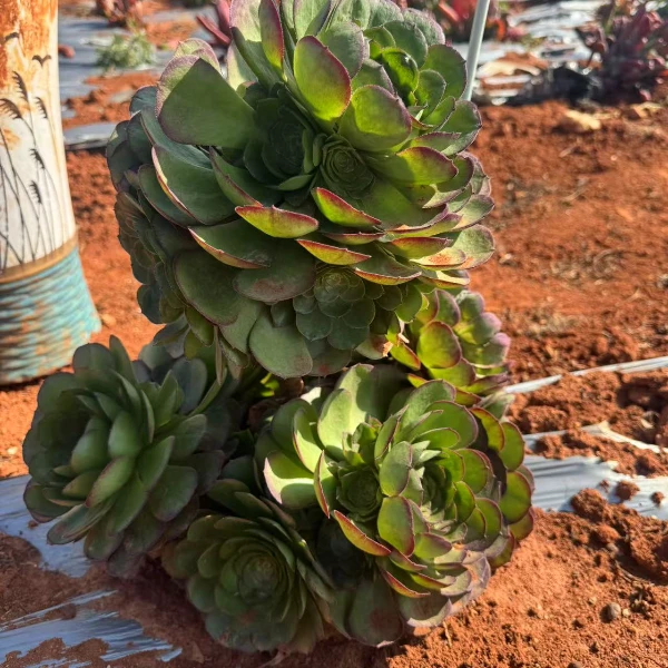 地栽造型桩万圣节法师 精品多肉 新手好栽 好养 云南发货