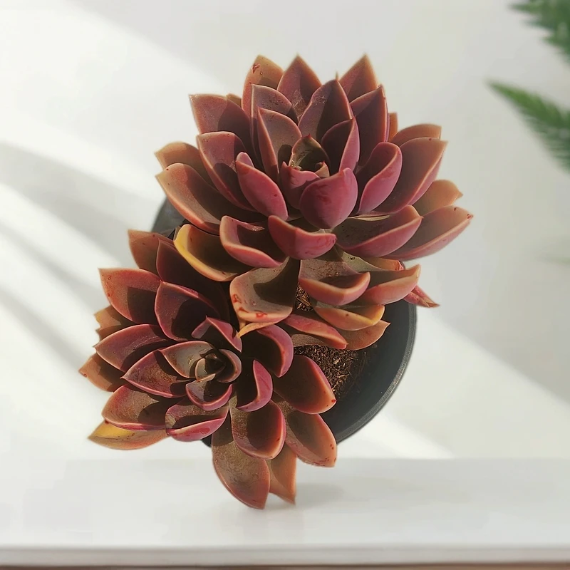 【紫气东来】买一送一多肉植物新手绿植盆栽好养室内室外