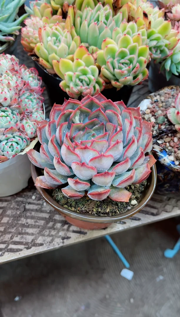 【闪购商品】05027