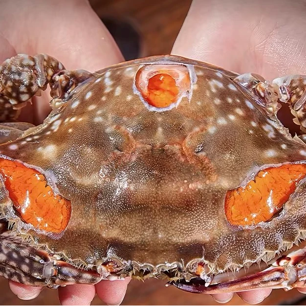 舟山精品红膏呛蟹5两左右/只新鲜腌制鲜呛蟹下饭下酒生吃不可蒸煮