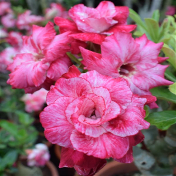 腾泓沙漠玫瑰 9+潘玥 重瓣沙漠玫瑰经典花色品种大花多层瓣爆花款