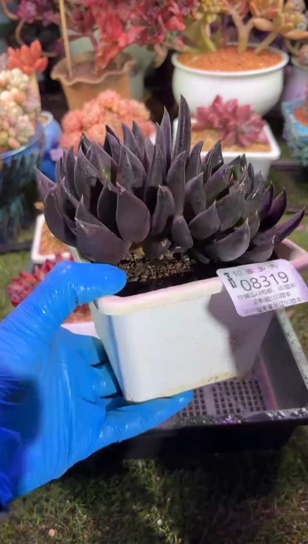 【闪购商品】08319