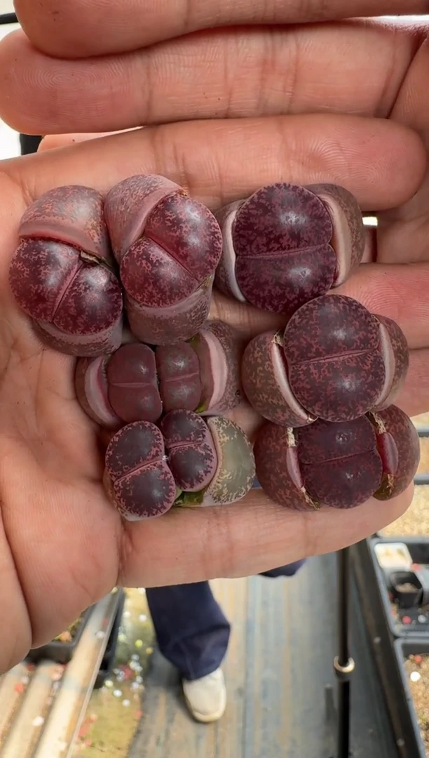 【闪购商品】8-40欧酒一颗