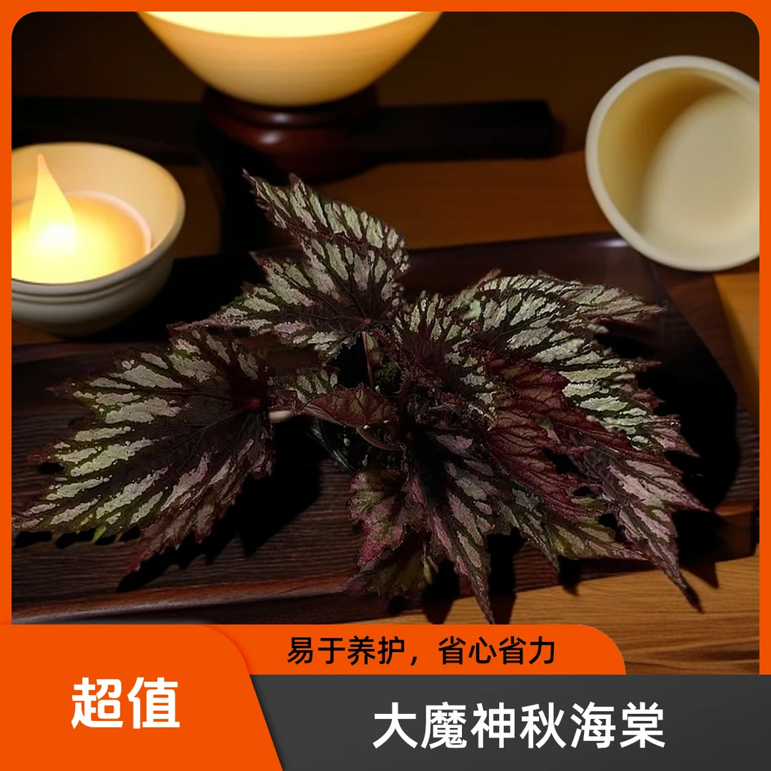 大魔神 秋海棠热植 不包叶损《两单包邮》