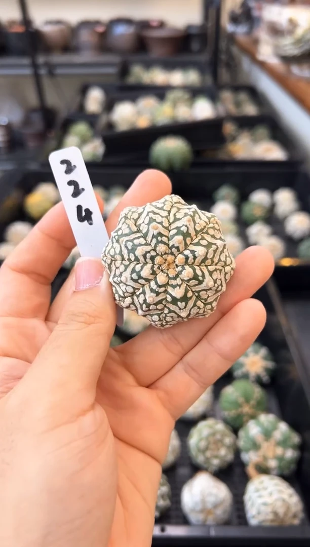 实生根带生长纹无盆土，编码224