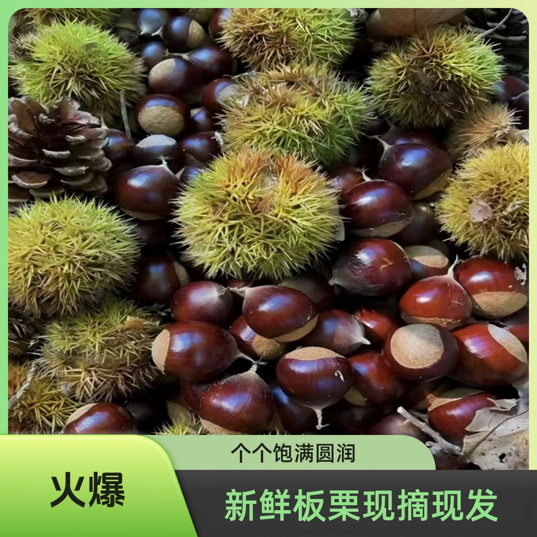 高山新鲜生板栗现摘现发可生吃的零食坚果口感脆甜煮熟软面