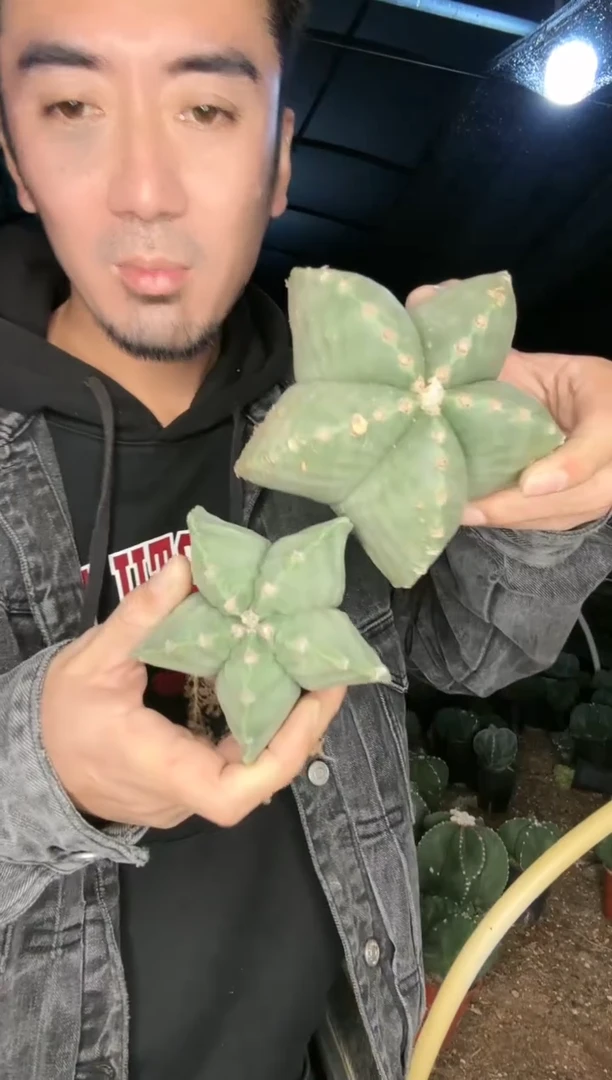 【闪购商品】龟甲鸾凤玉  2颗