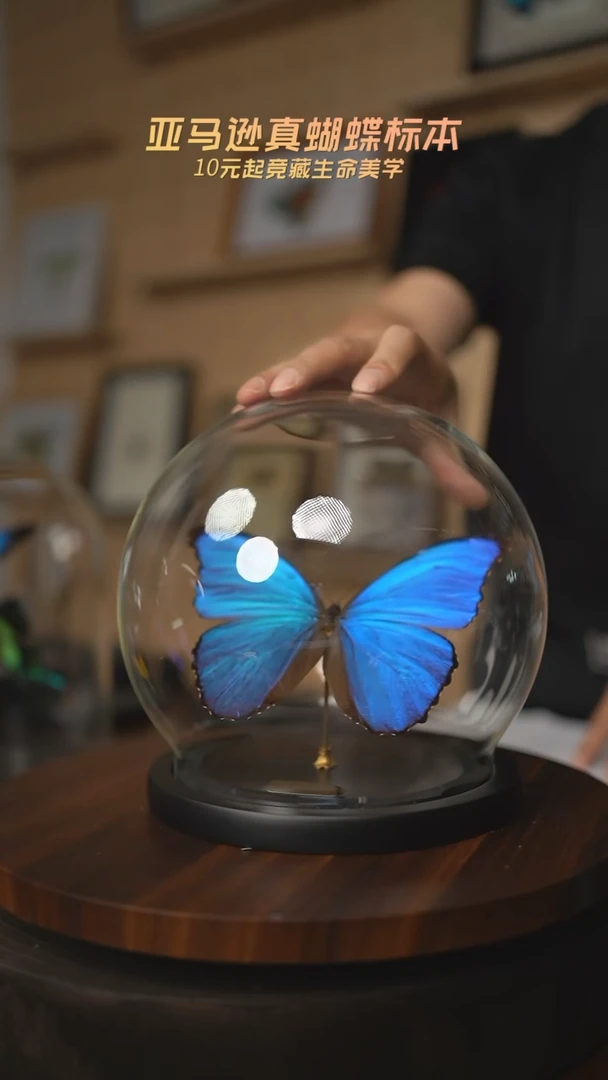 有机玻璃D****）蝴蝶标本F88