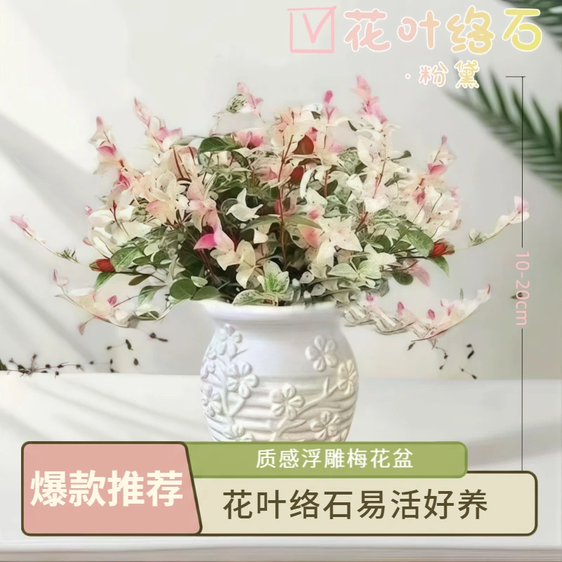 【花叶络石】盆栽室内四季五彩花卉阳台办公室桌面精致好看好养绿植