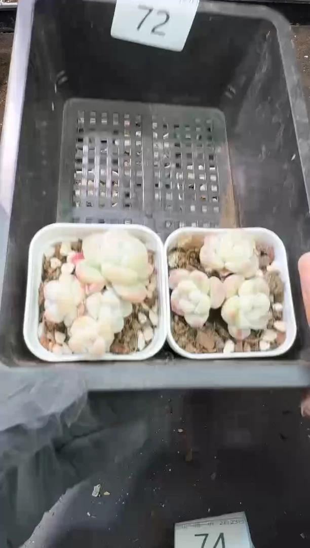 【闪购商品】72号到手1框-江北多肉