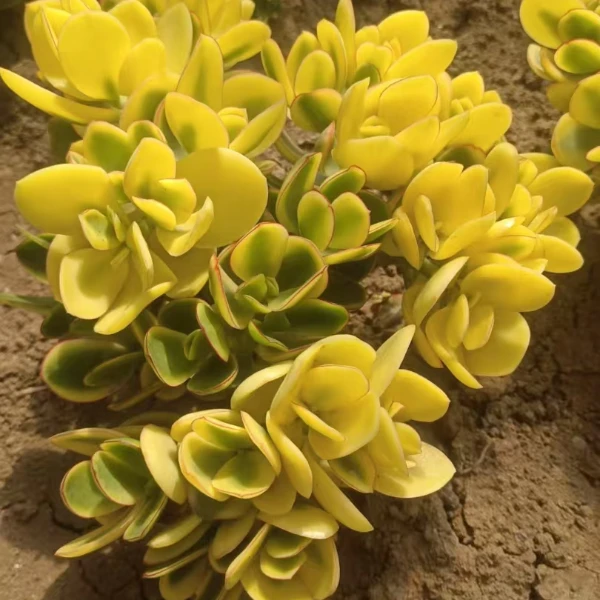 新花月锦180杯 多肉新手必拍  好看好养  云南昆明发货