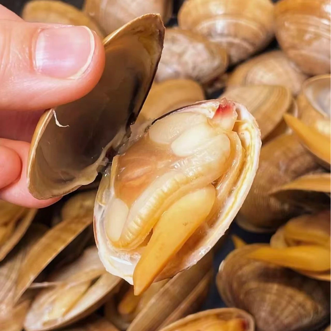 丹东东港大黄蚬子4.5斤保鲜保活保肥 (95%吐沙率）少量吐水掉秤