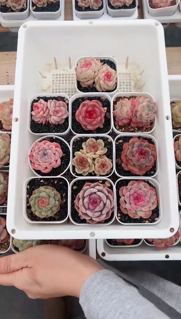 【闪购商品】高端玩家专享冰魄套餐