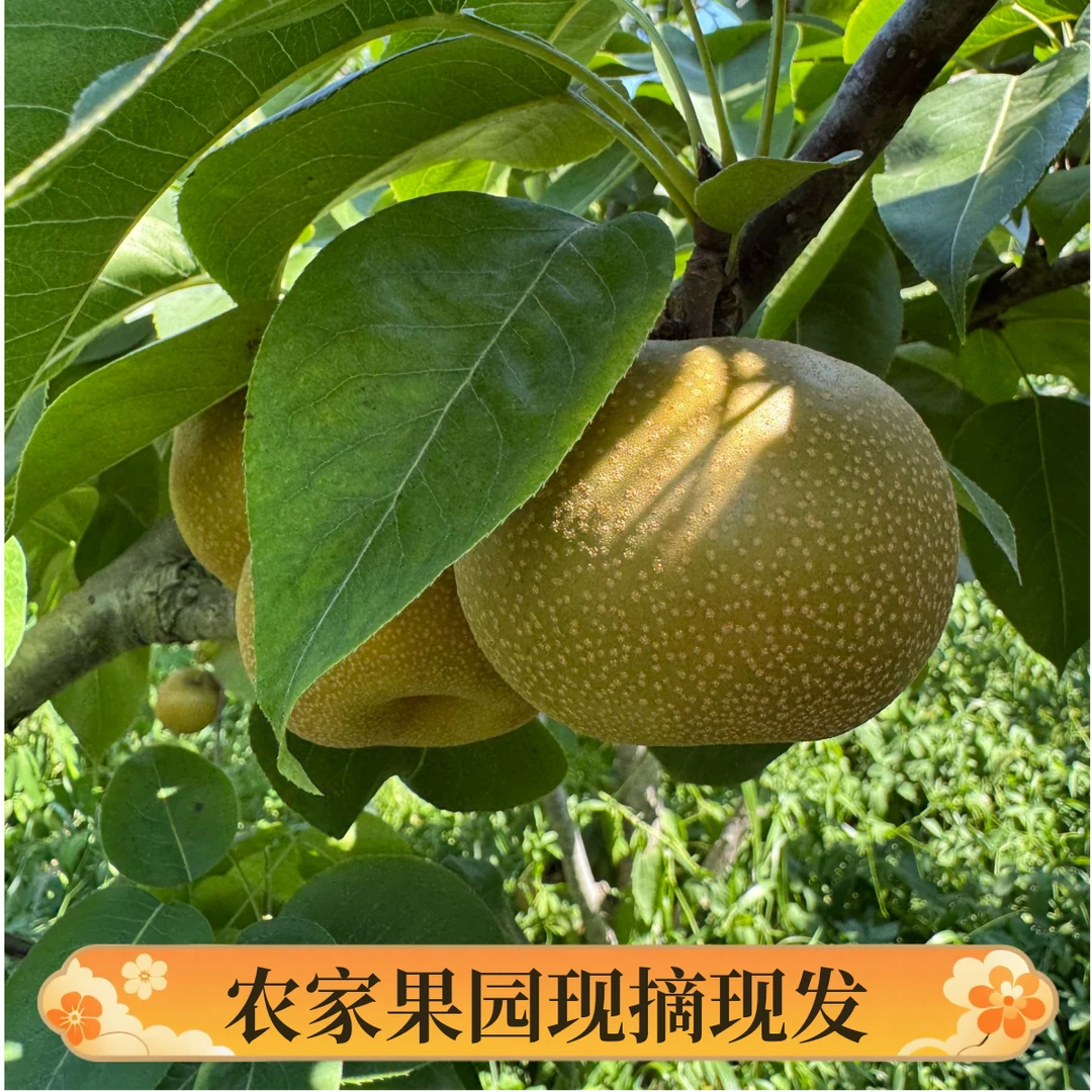 【鲁书记助农】农家果园现摘现发当季梨脆甜多汁新鲜水果