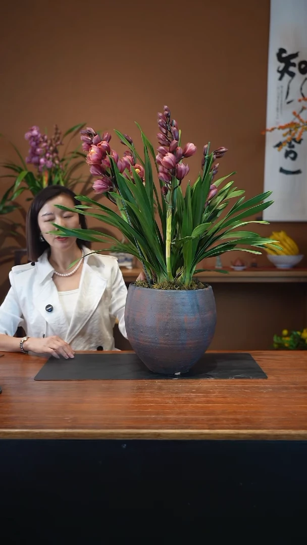 全部花朵兰花盆景盆景盆景