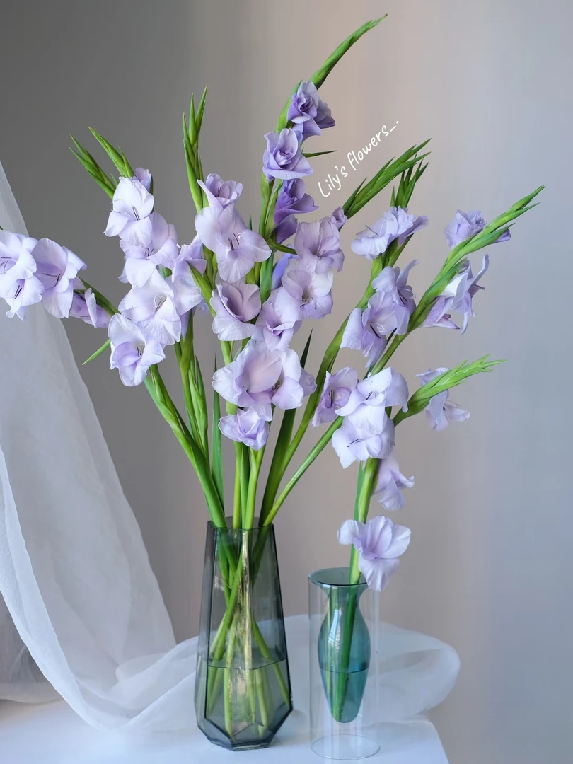 两单包邮！丁香紫（剑兰）花