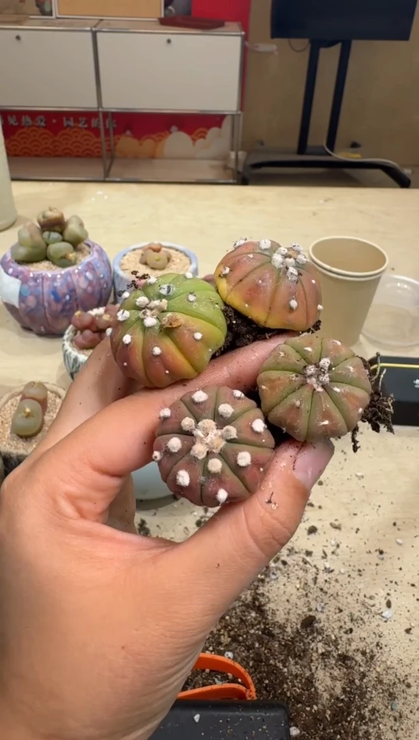 7-223多肉植物肉锥