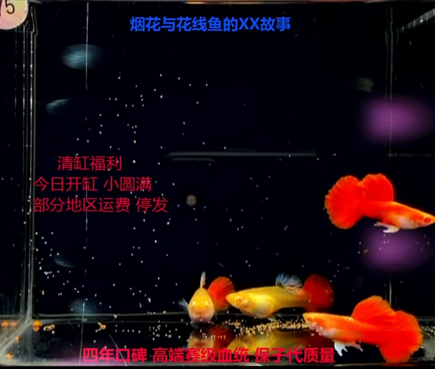孔雀鱼小圆满幼鱼精品福利2对