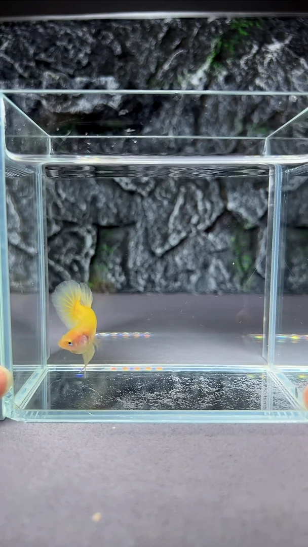 斗鱼竞拍链接A090