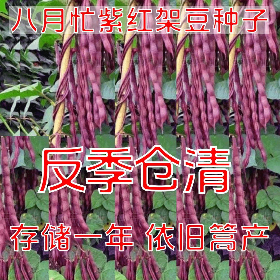 【反季清仓】八月忙豆角种子冻死鬼耐寒耐热四季豆田园庭院盆栽种