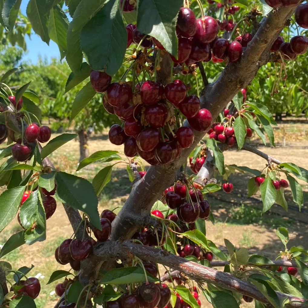 车厘子大樱桃树苗盆栽地栽南北方种植