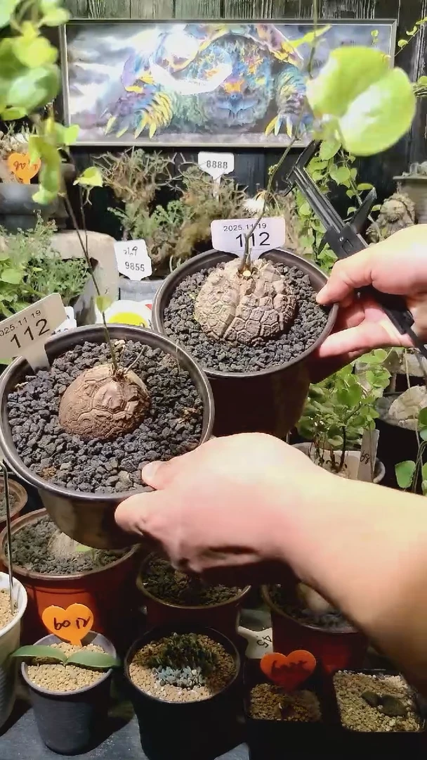 112号1119福利南非龟甲龙买一送一