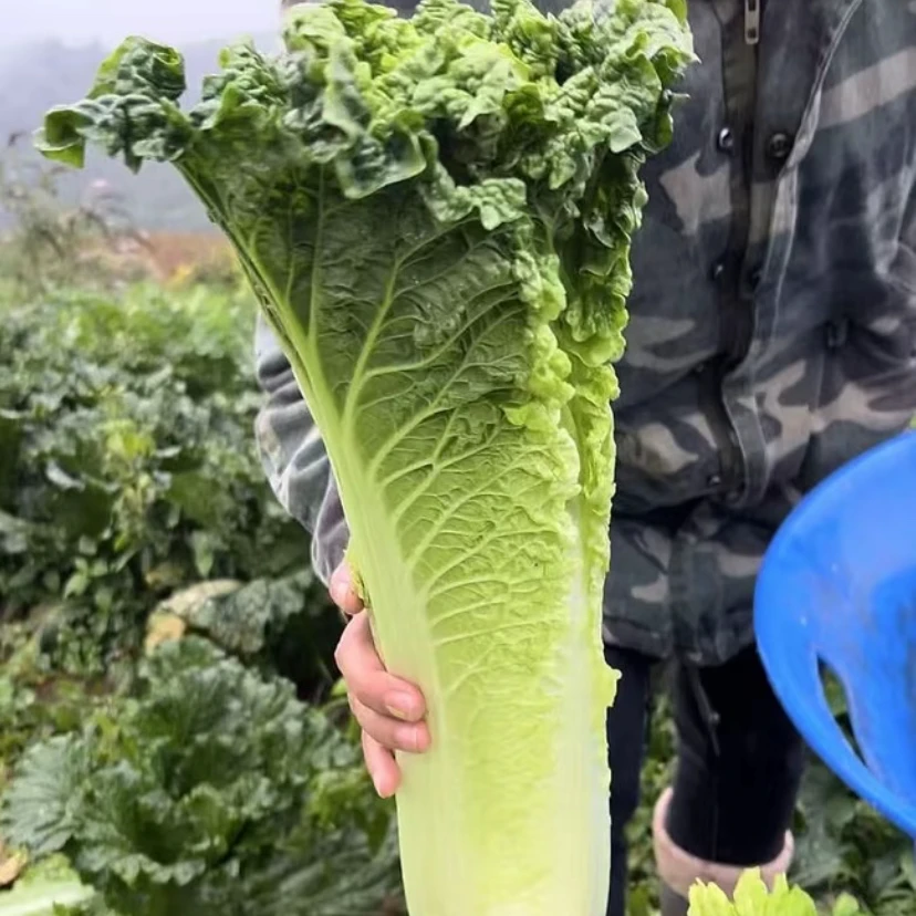 【青口白菜种子】四季种植盆栽地栽阳台小院种植