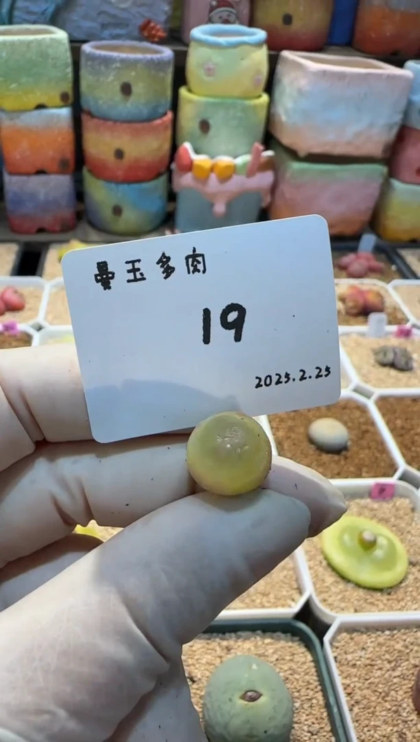 【闪购商品】25.2.25-19DANGEROUS