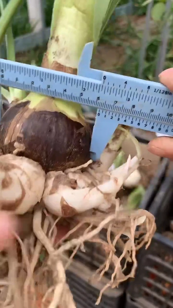 当前无花栽培后可以开花安吉拉6cm坨坨