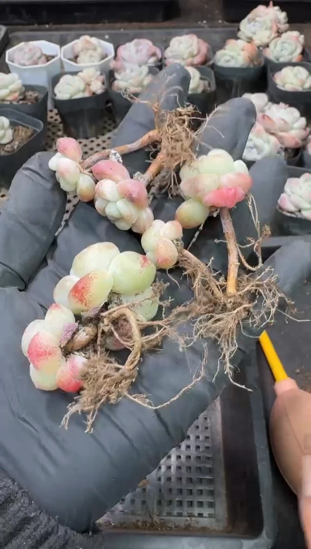 【闪购商品】64号到手1框-江北多肉