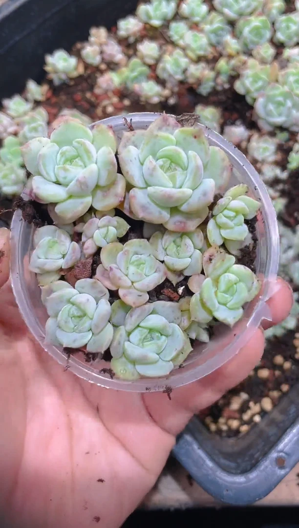 321青暮    量拍