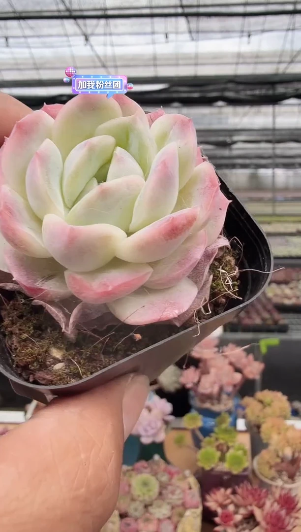 东云多肉园新款-115