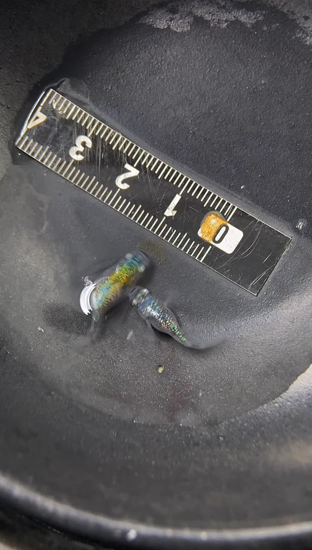 青鳉鱼3号海王星···
