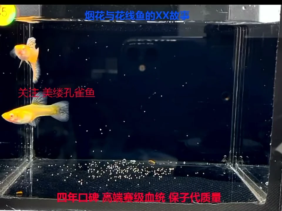 孔雀鱼超大背黄蛇白子幼鱼精品福利1对