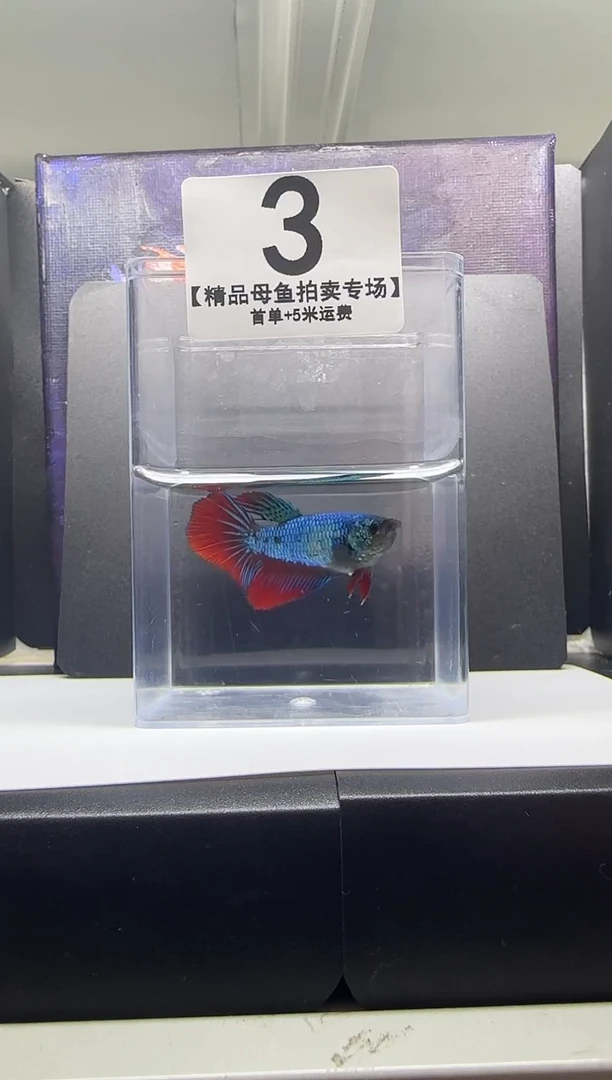 斗鱼母鱼编号：03