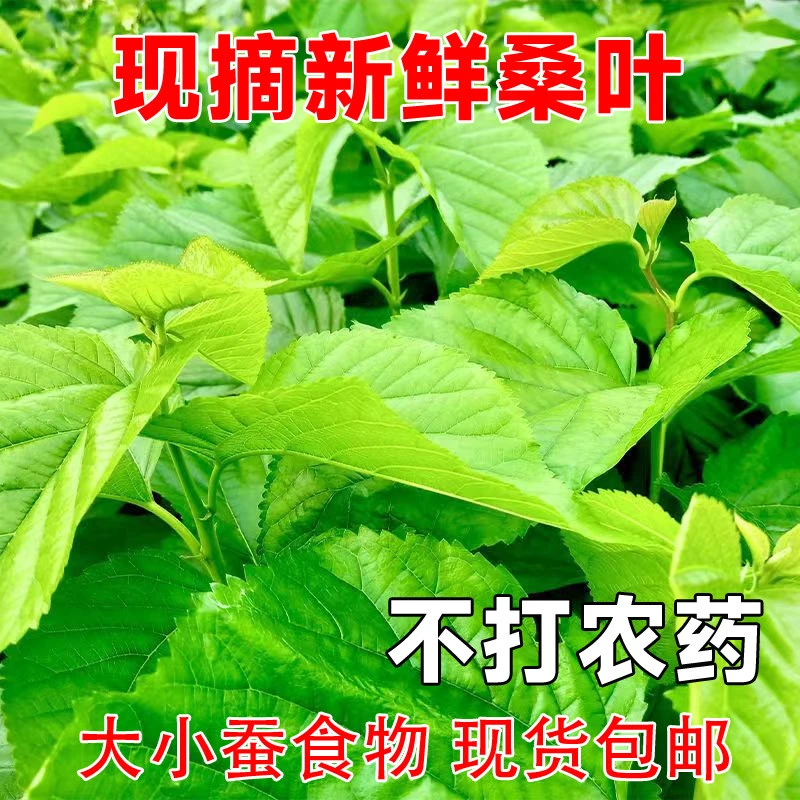新鲜嫩桑叶蚕卵蚕宝宝食物学生养蚕套餐包邮陕西西安桑叶养蚕