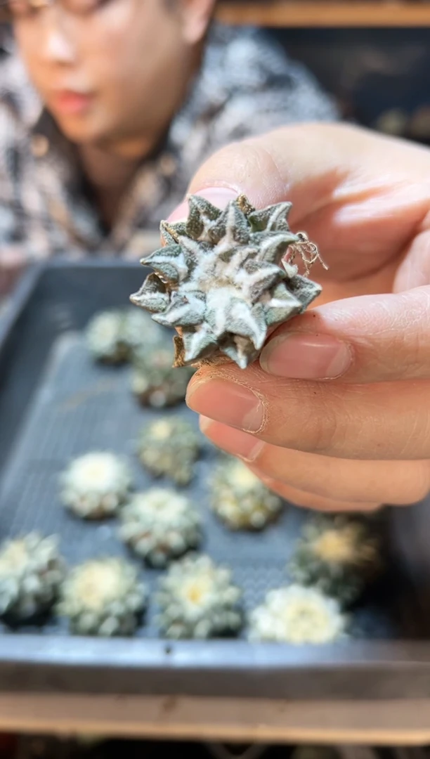 【闪购商品】晚1号自根黑牡丹3公分