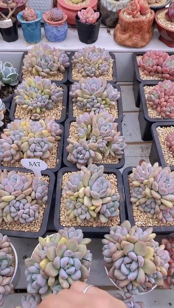 【闪购商品】A47-香水大群六头起脱土发（量拍）