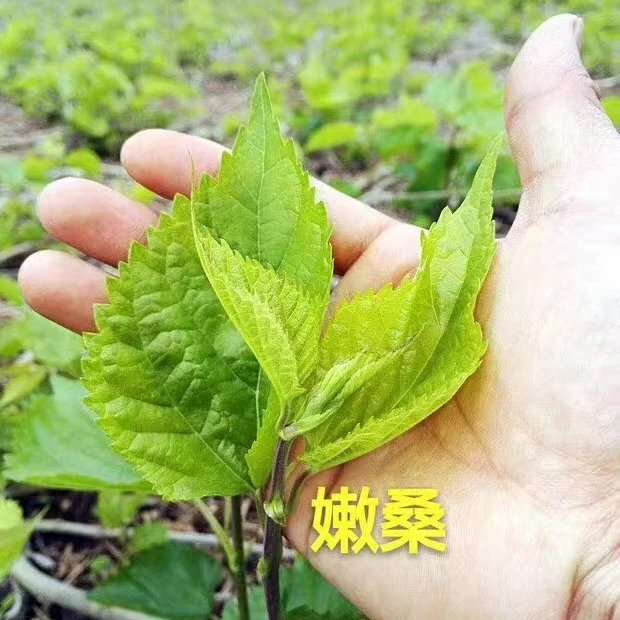 连州山区新鲜采摘嫩桑叶菜 焯水后真空  半斤一包