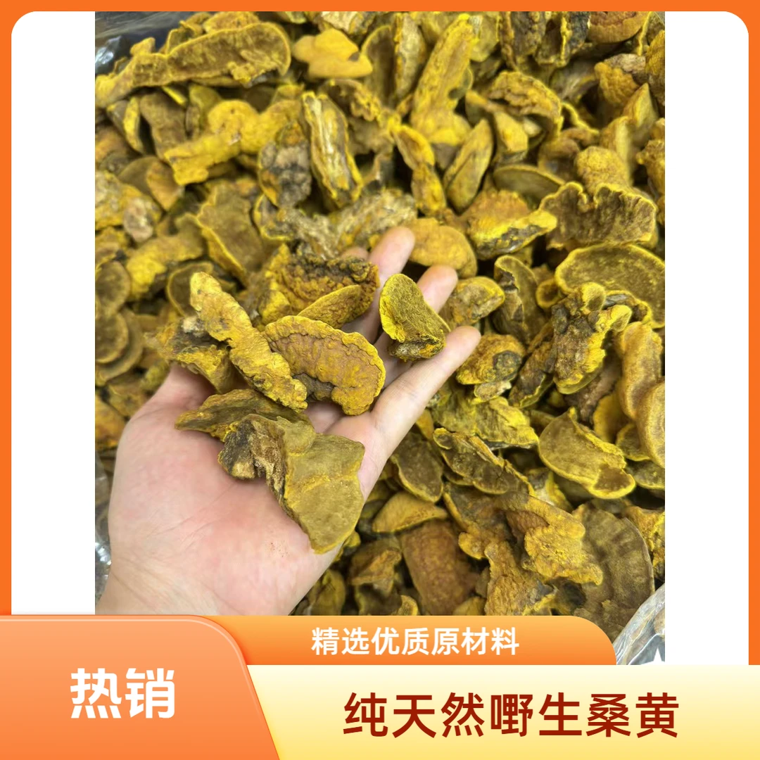 【飞飞精选】正宗西藏桑黄（金豆豆）