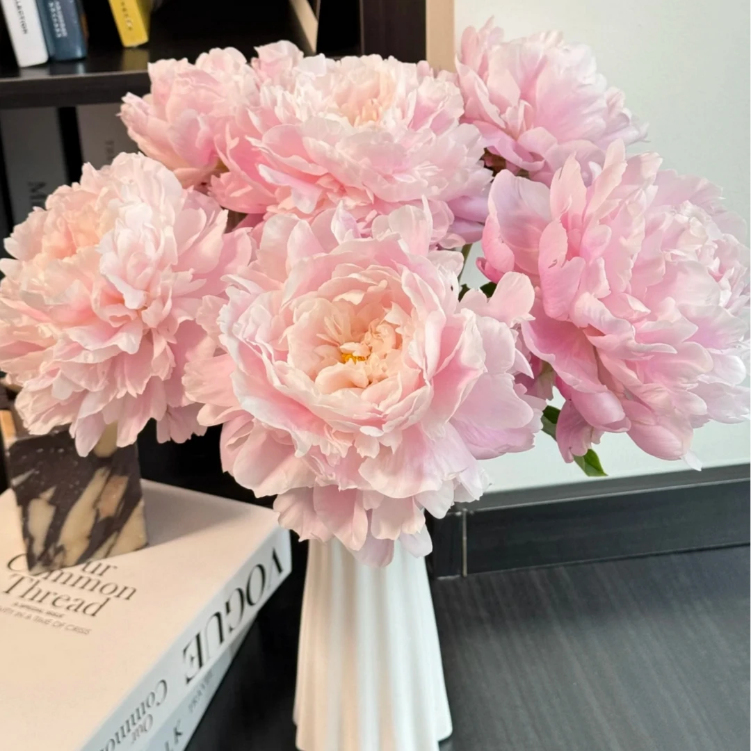 现货头茬（种生粉）菏泽基地直发 母亲节鲜花 次日达