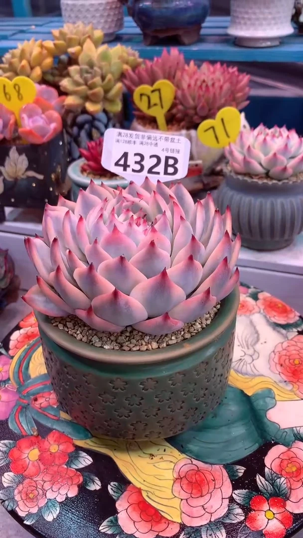 d****m432B（一物一拍实付满28发货，默认不带盆土）