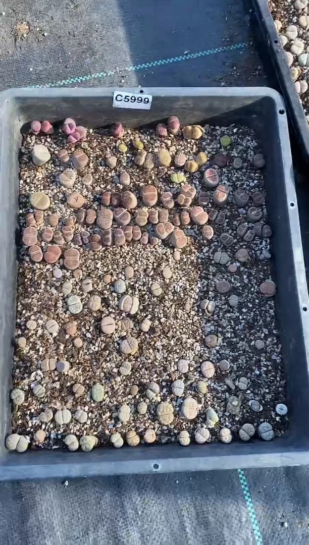 5999直播一物一拍