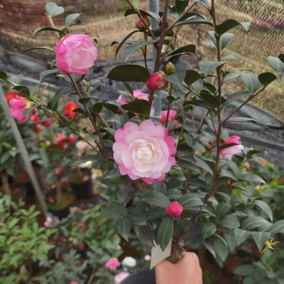 带花苞淡香型茶梅盆栽室内外好养耐寒耐热四季可养