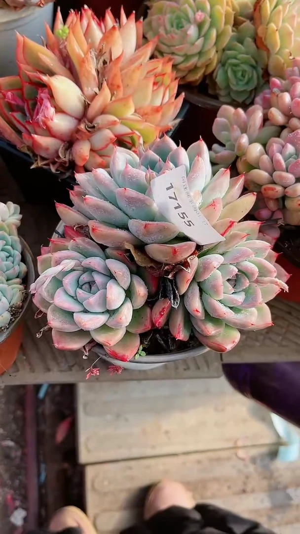 【闪购商品】17155