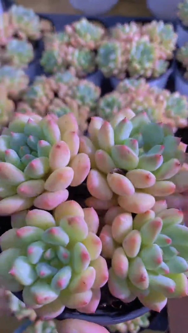 B4-赛尔达殿下4头群（量拍）