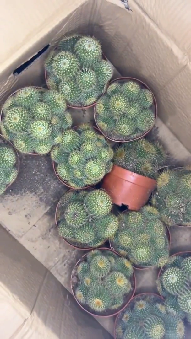 金冠群生【带根】11-15cm